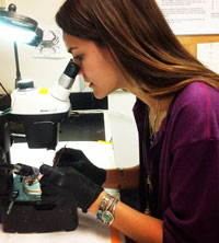 Talia Head looks at crab tissue underneath a microscope.