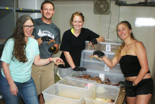 Student researchers unpack land crabs in the Crab Lab.