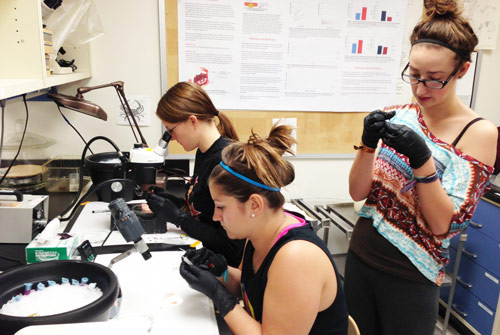 Graduate and undergraduate students collaborate on research in the lab.